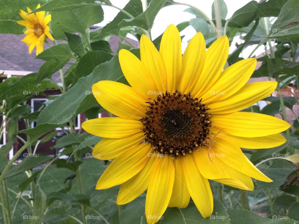 Backyard sunflower 