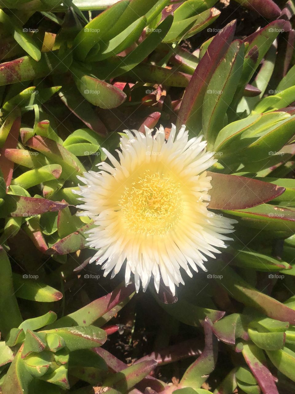 Cactus yellow flower