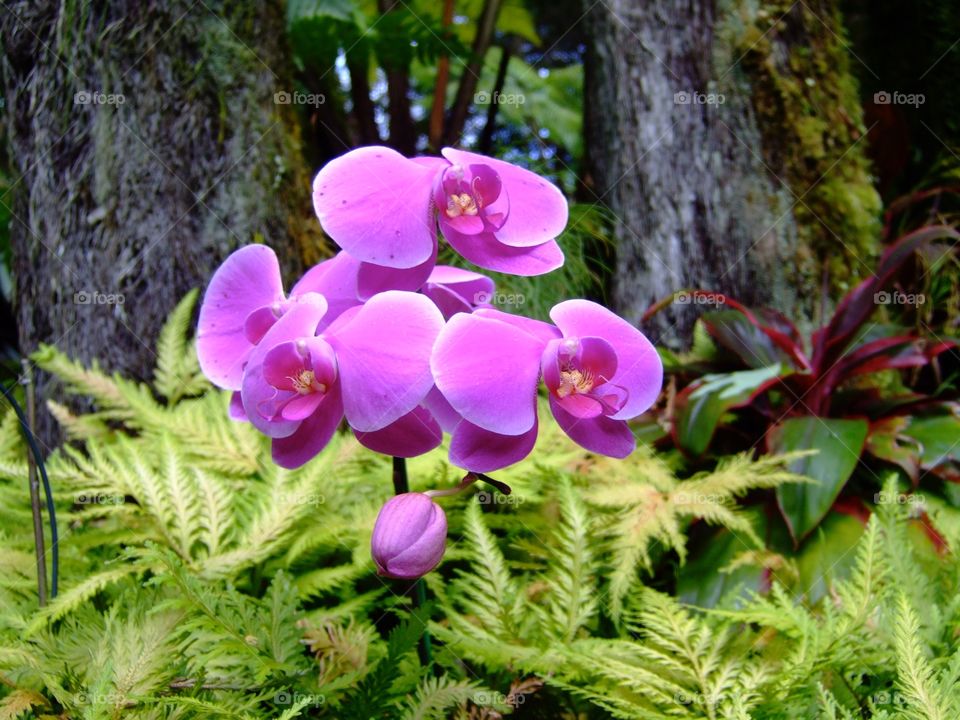 Hawaiian orchid. Orchid in the rainforest in Hawaii