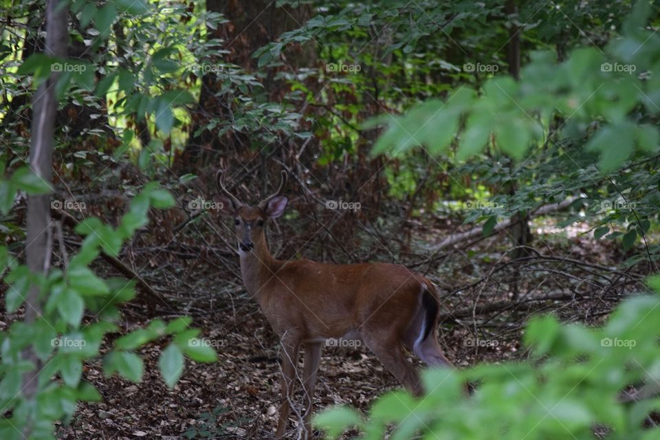 A young buck is spotted in the woods. July 2016.