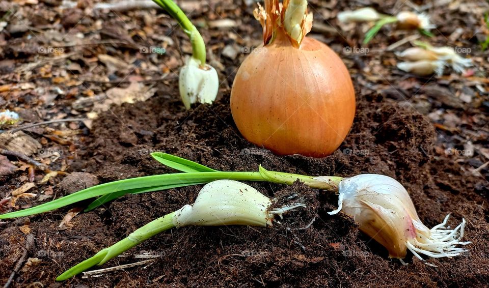 Onion and garlic grow