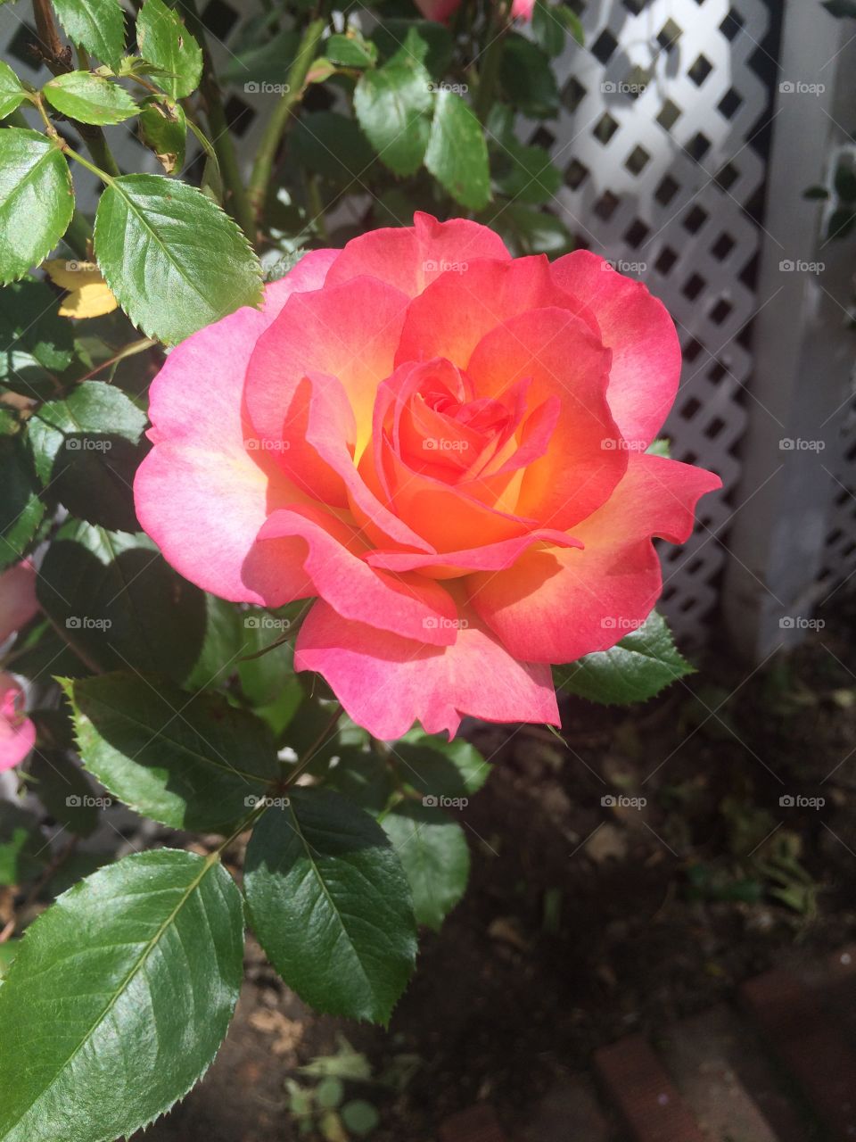 Sunlit hot pink rose