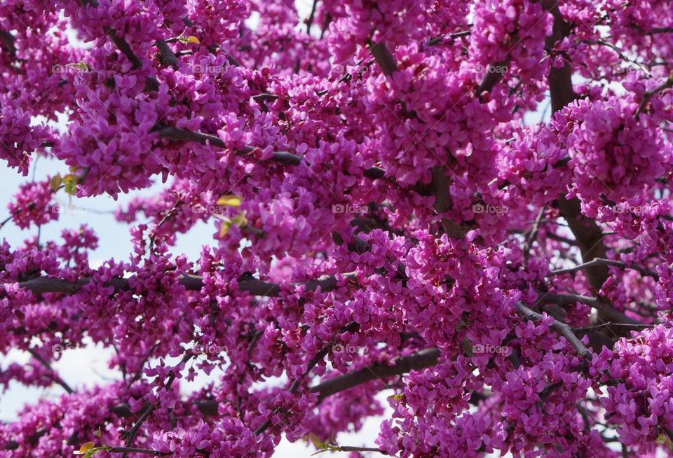 Close-up of pink flower blooming on tree