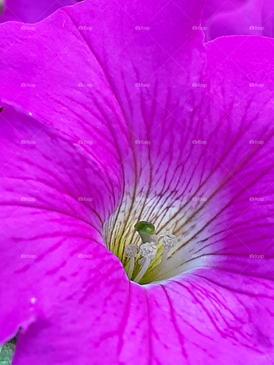 portrait of a pink  flower
