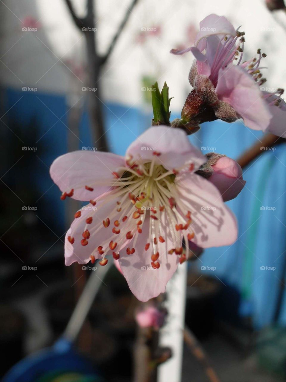 flor de melocotonero.