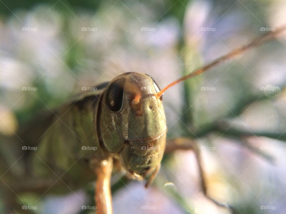 Macro grasshopper 