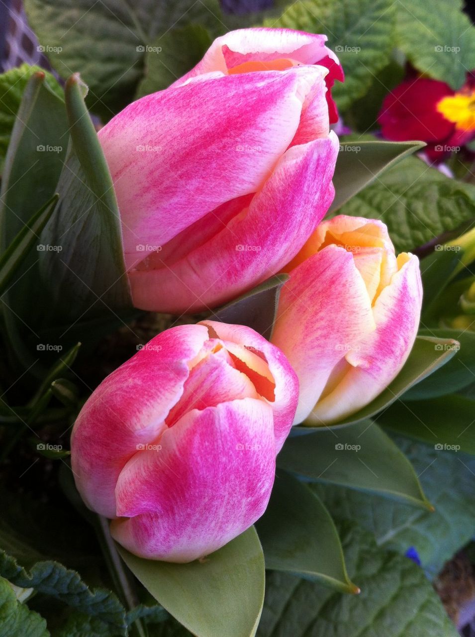 Tulips