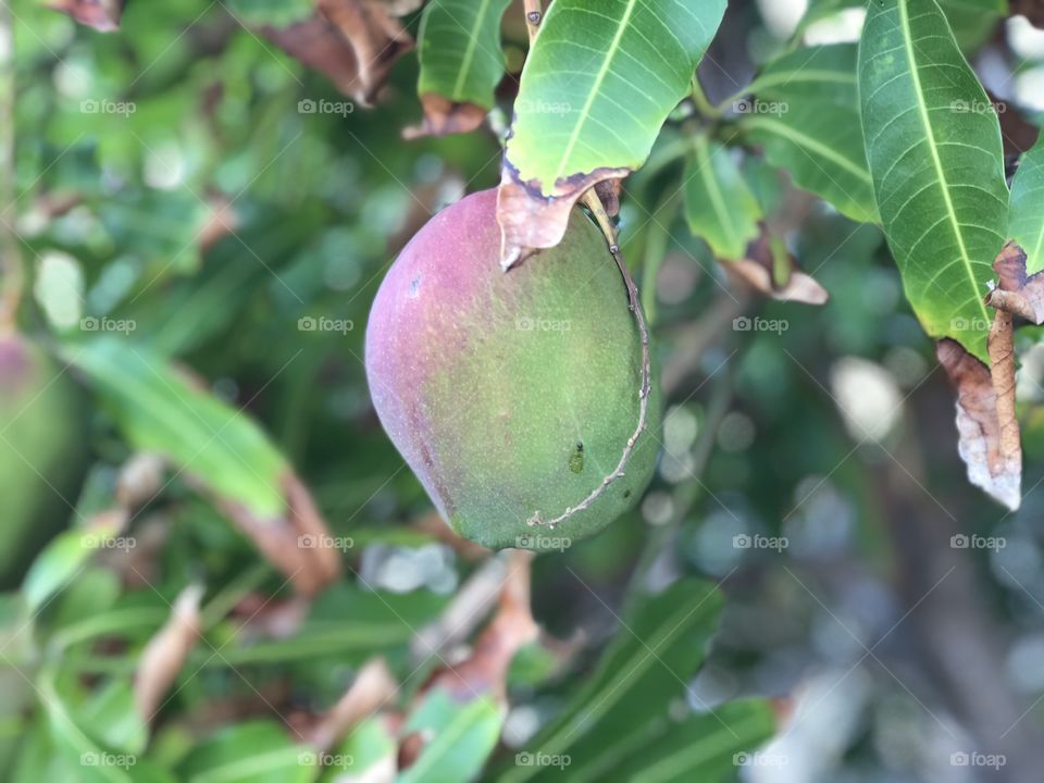 A single mango growing 