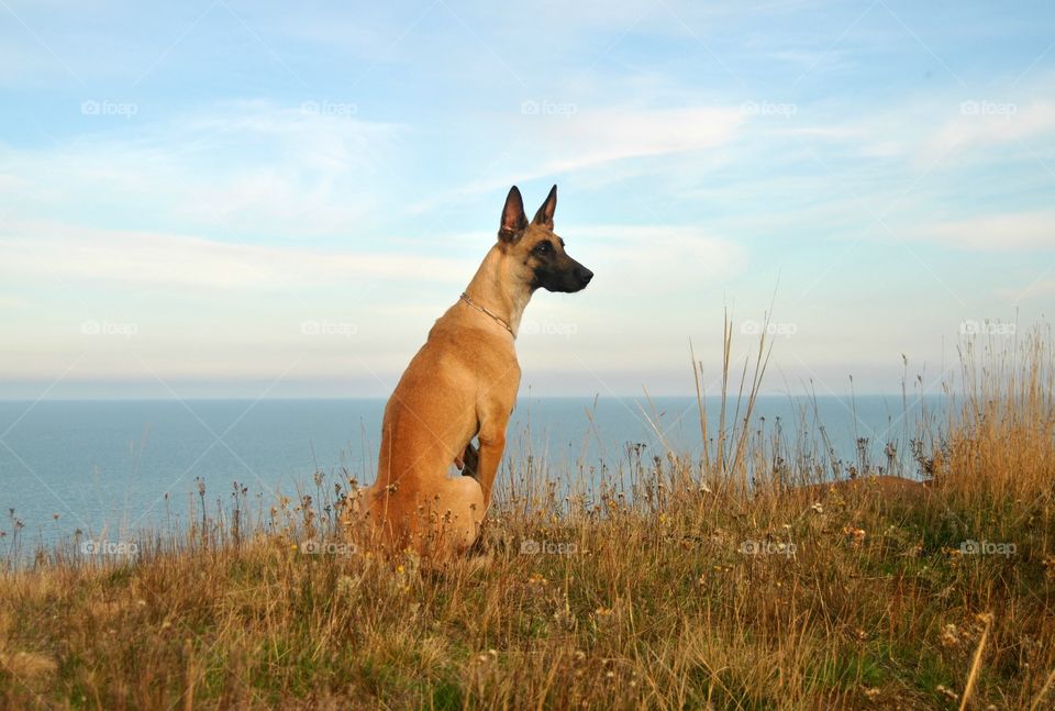 Dog & sea