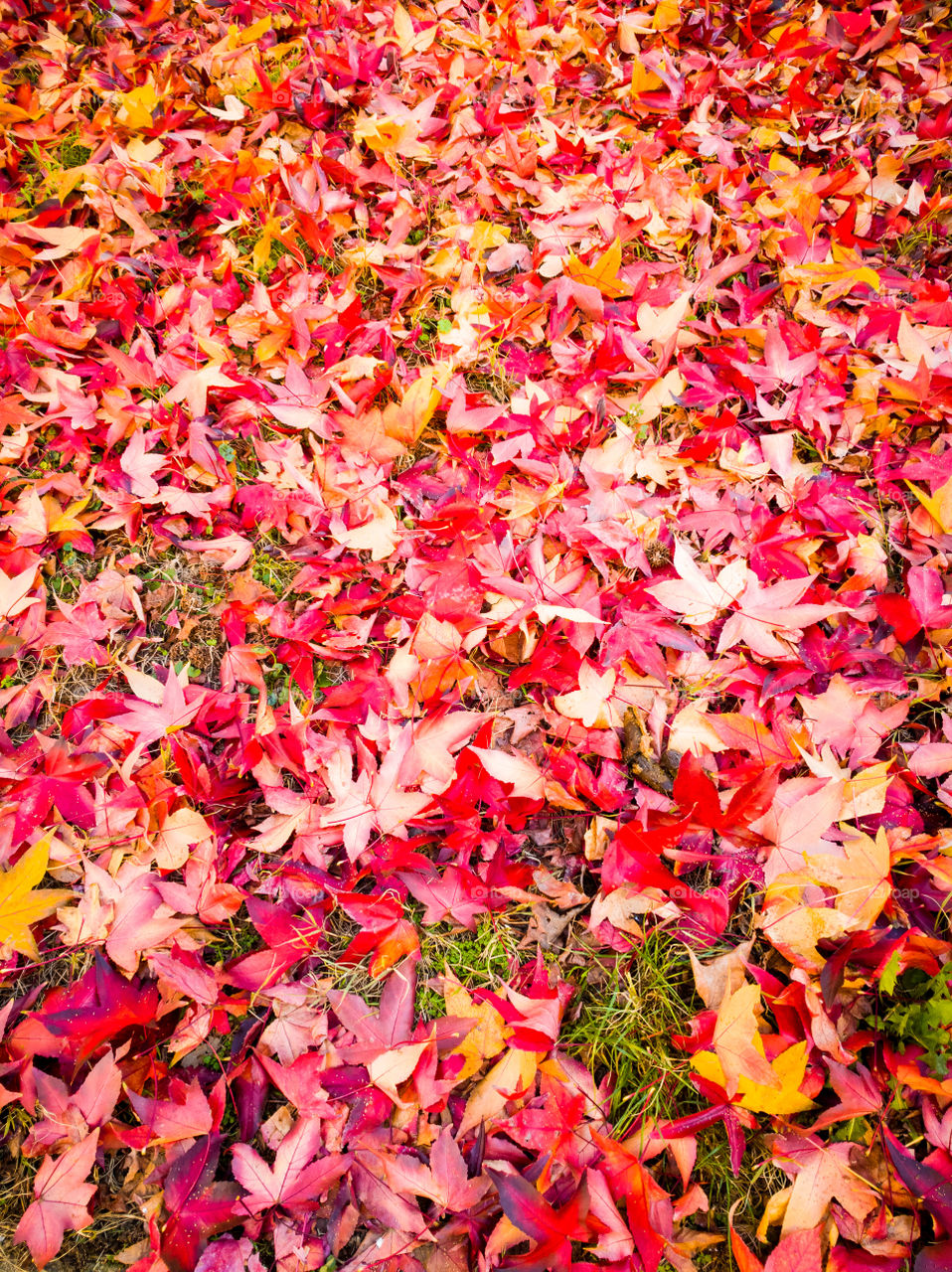 Red carpet of leaves in a urban garden fallen on the ground from a japanese maple in autumn