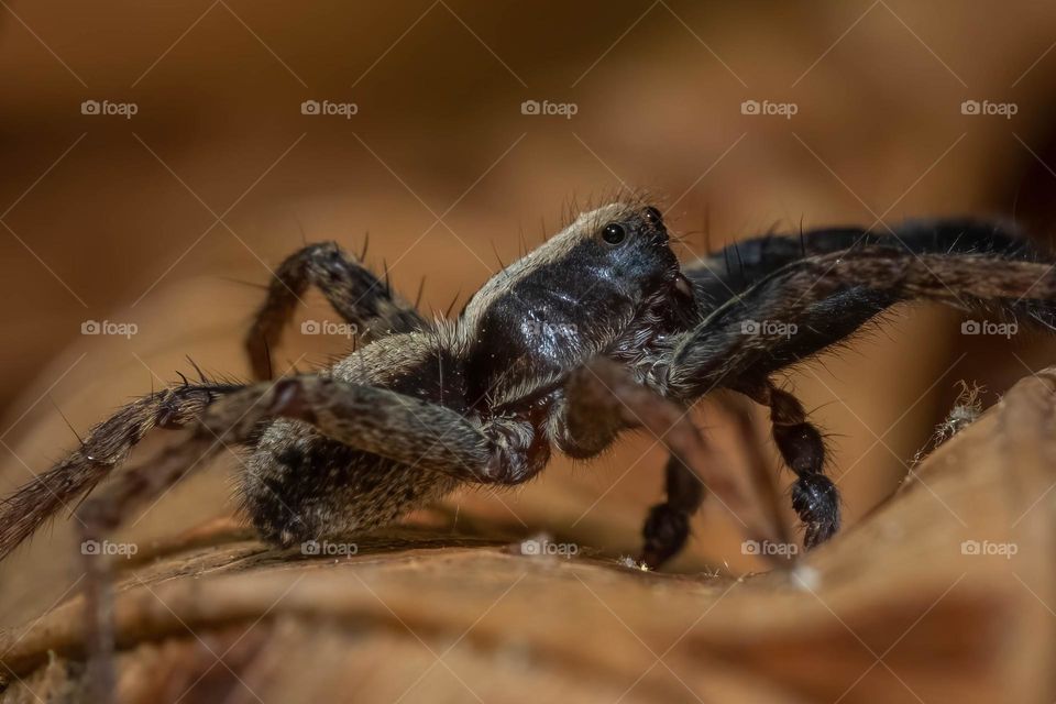 A wolf spider creeps across the forest floor in search for prey. 