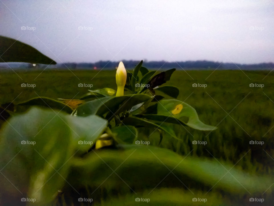 buds that want to bloom