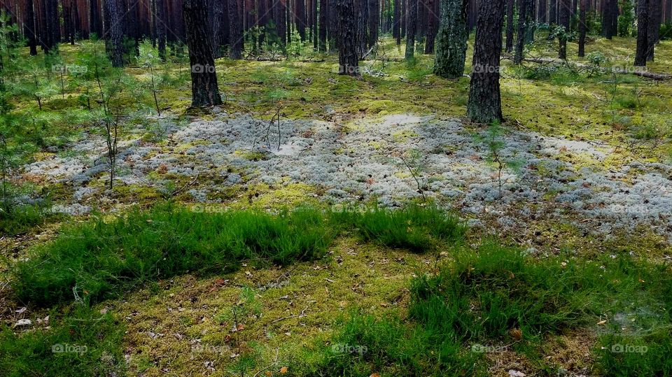 Diffetent types of mosses in the forest.