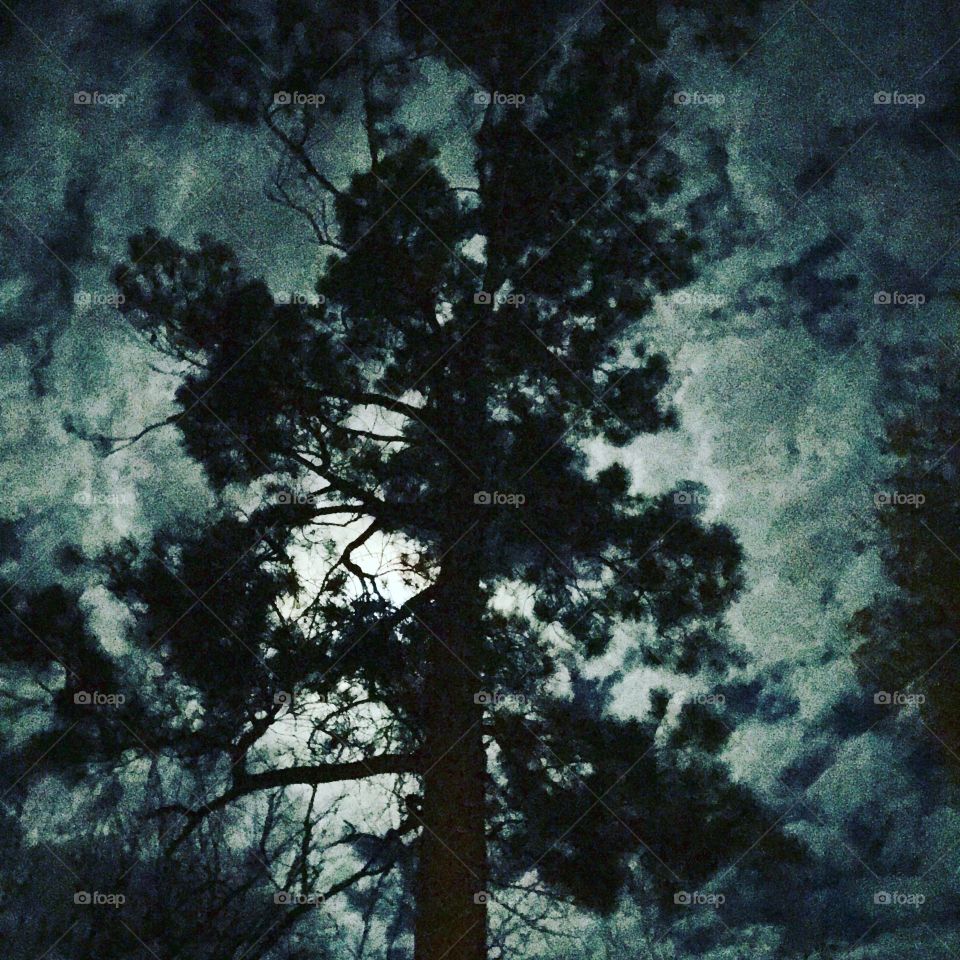 Pine tree in the moonlight 