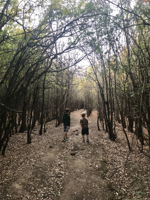 Two brothers running through the Beautiful forest in Northern California in the USA, America