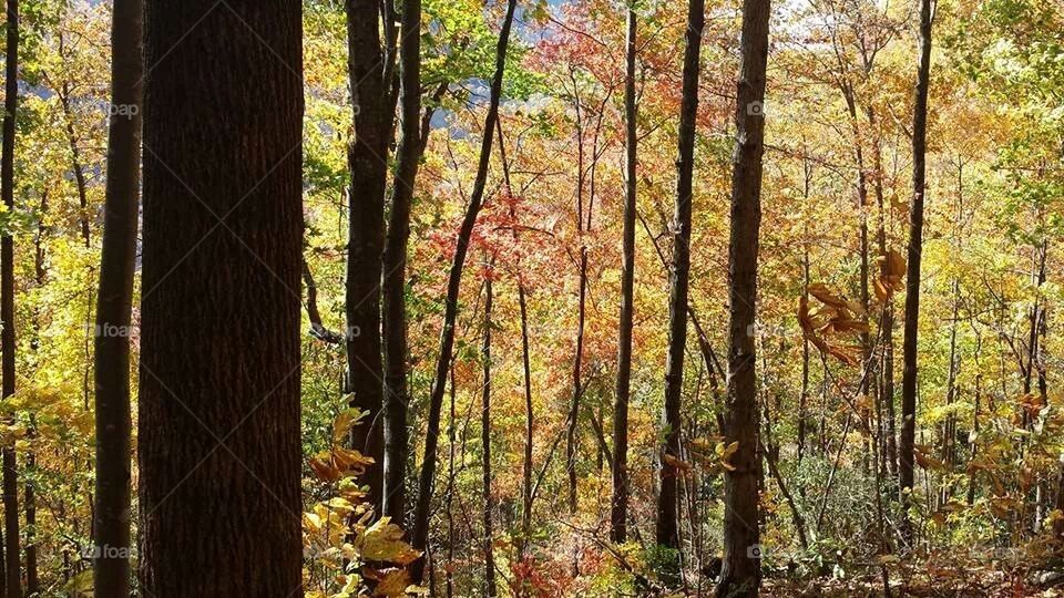 Autumn Mountain Glory