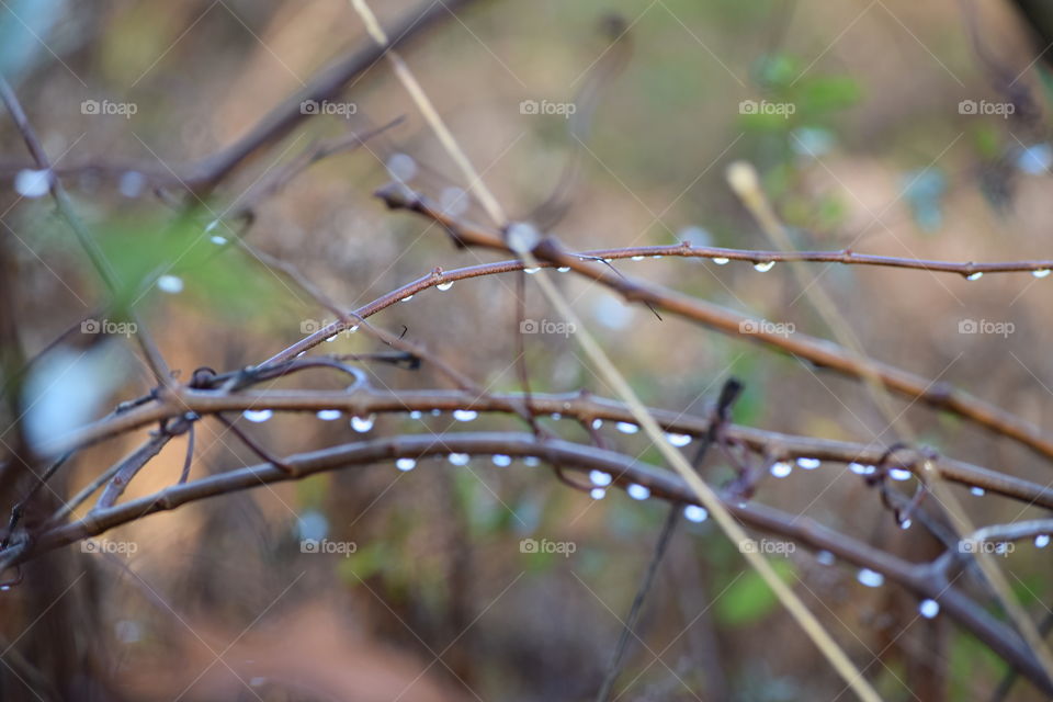 Close-up of raindrop in twig