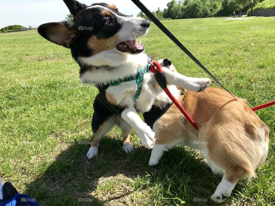 Corgi playtime 