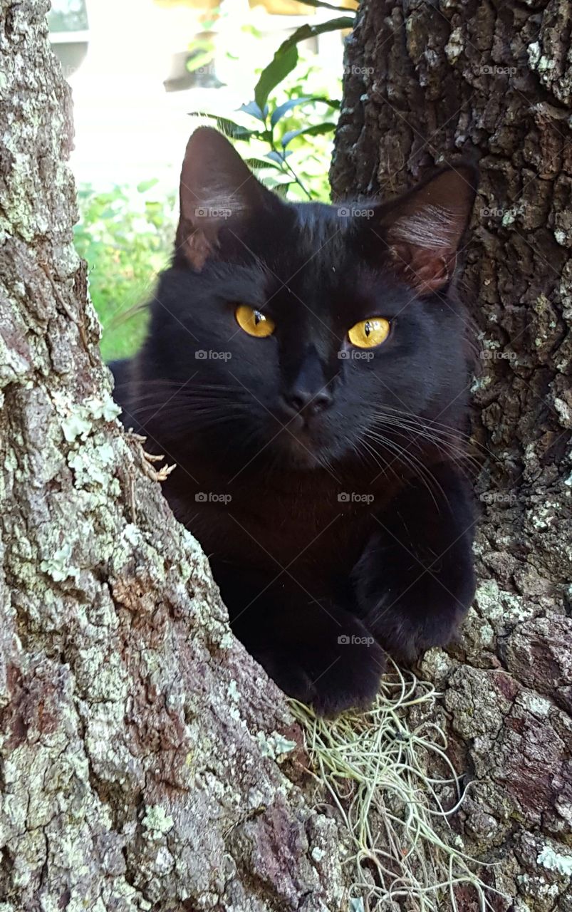 "Bob" resting in the tree