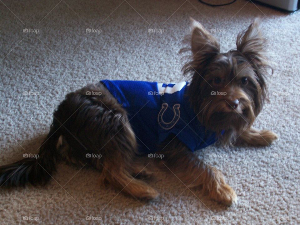Our pet dog Peyton sporting his Colts jersey. Go horse!
