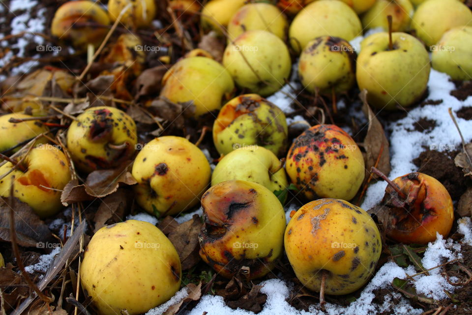 Yellow apples on the ground