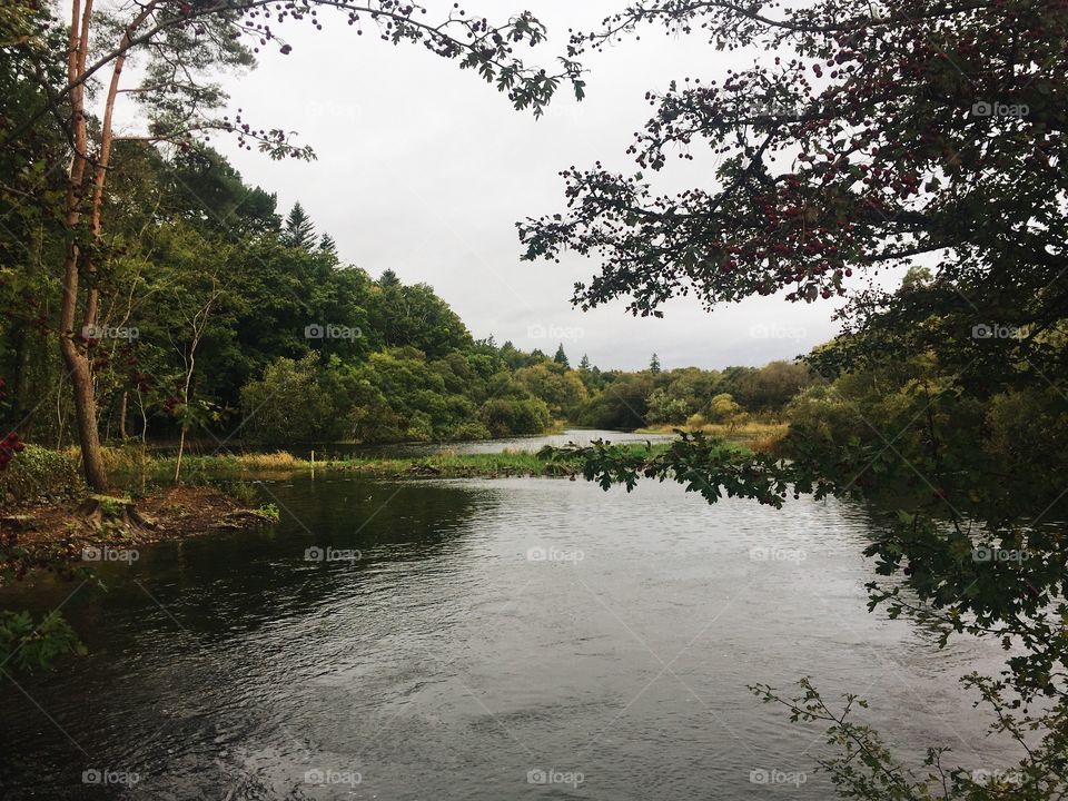 Tree, Water, Landscape, No Person, Nature