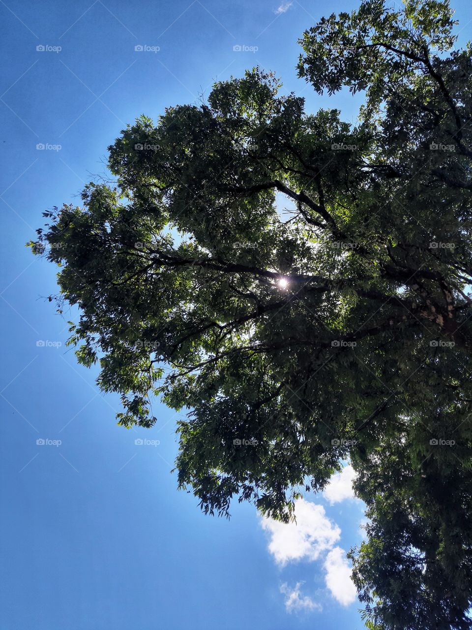 A sun is hiding behind the branch of a tree