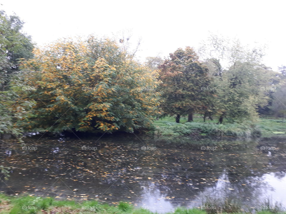 Leaves On A Lake