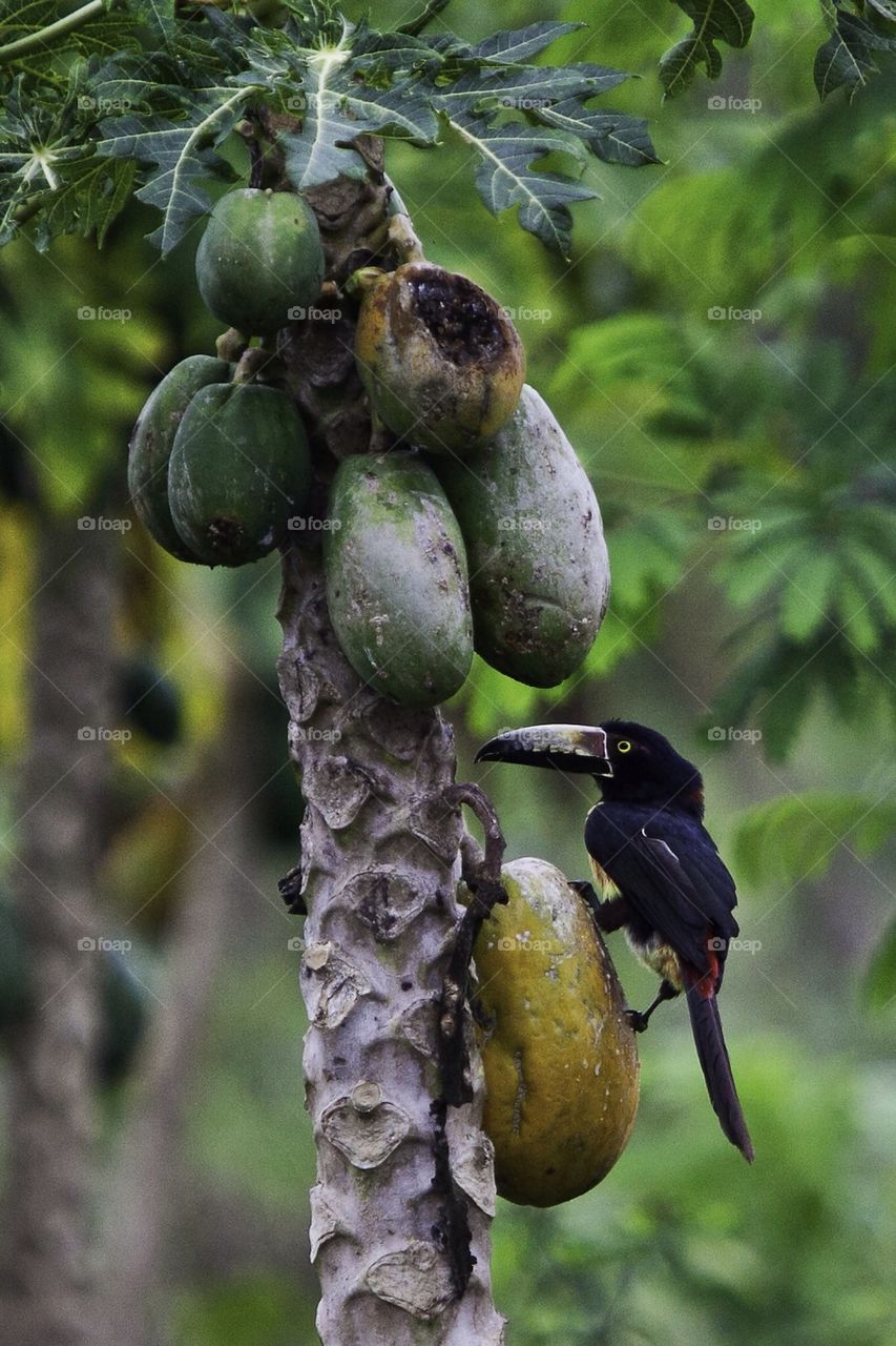 palm birds mexico papaya by gonzo