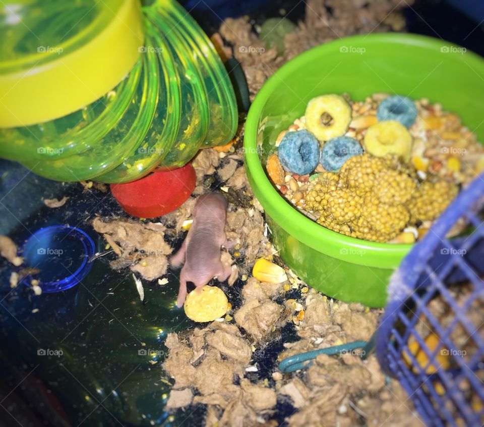 Baby hamster on the prowl. Our dwarf hamster has become a mommy!  One of her pups loves to explore and escape the nest!