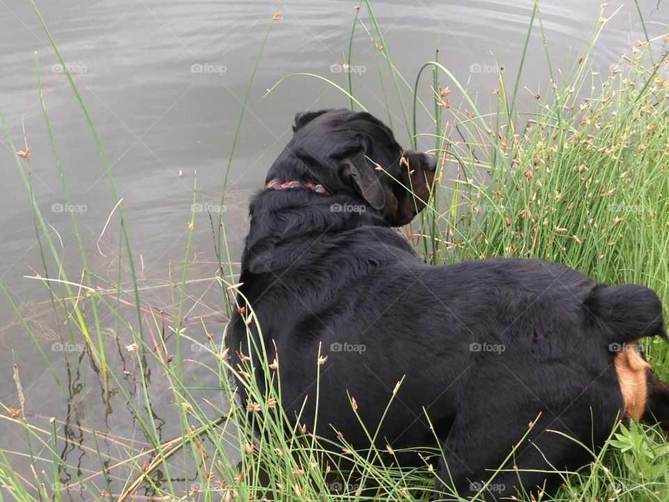 Sky Ranch Von Barrett. My Rottweiler puppy being introduced to water for the first time. 