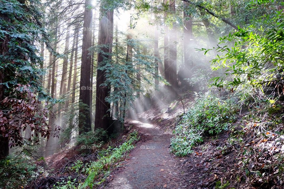 Beautiful Redwood Path 