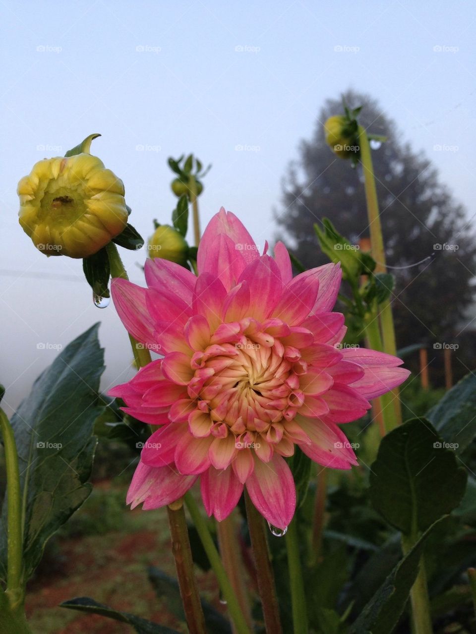 Dahlia