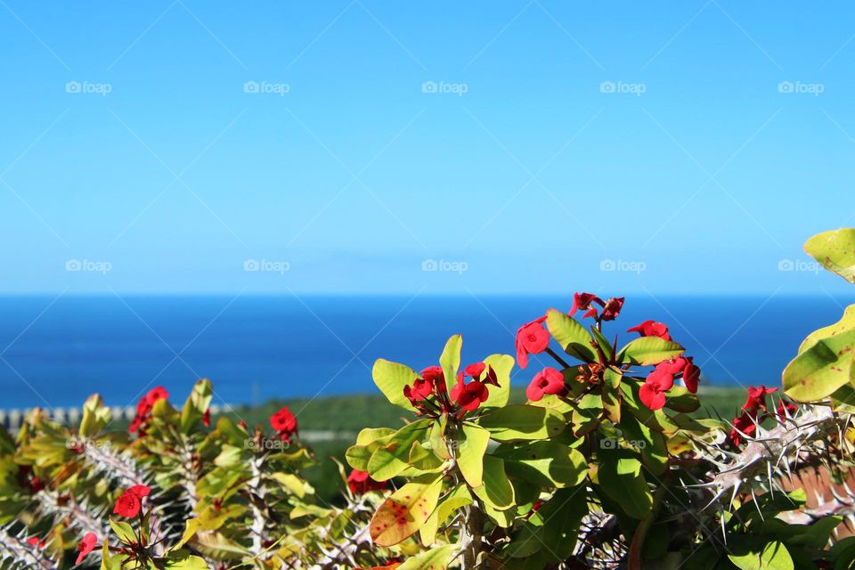 Close-up of a red flowering euphorbia and in the background the blue atlantic ocean and the horizon