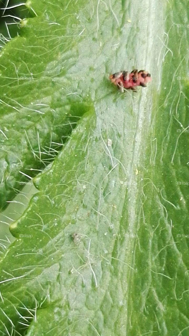 macro shot nature