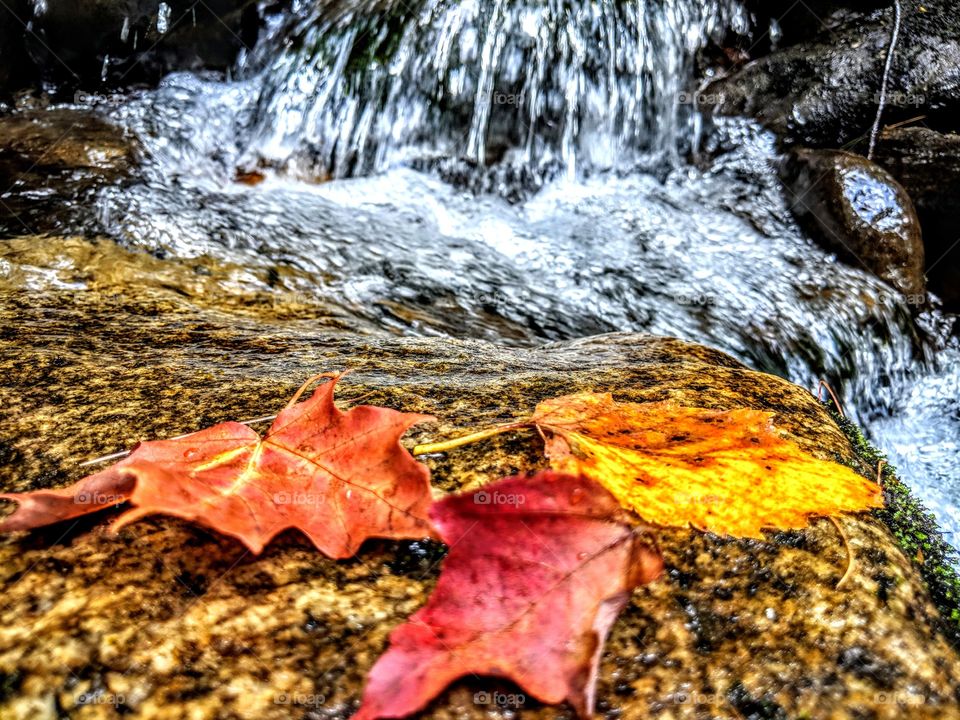 colorful autumn leaves on rocks by water