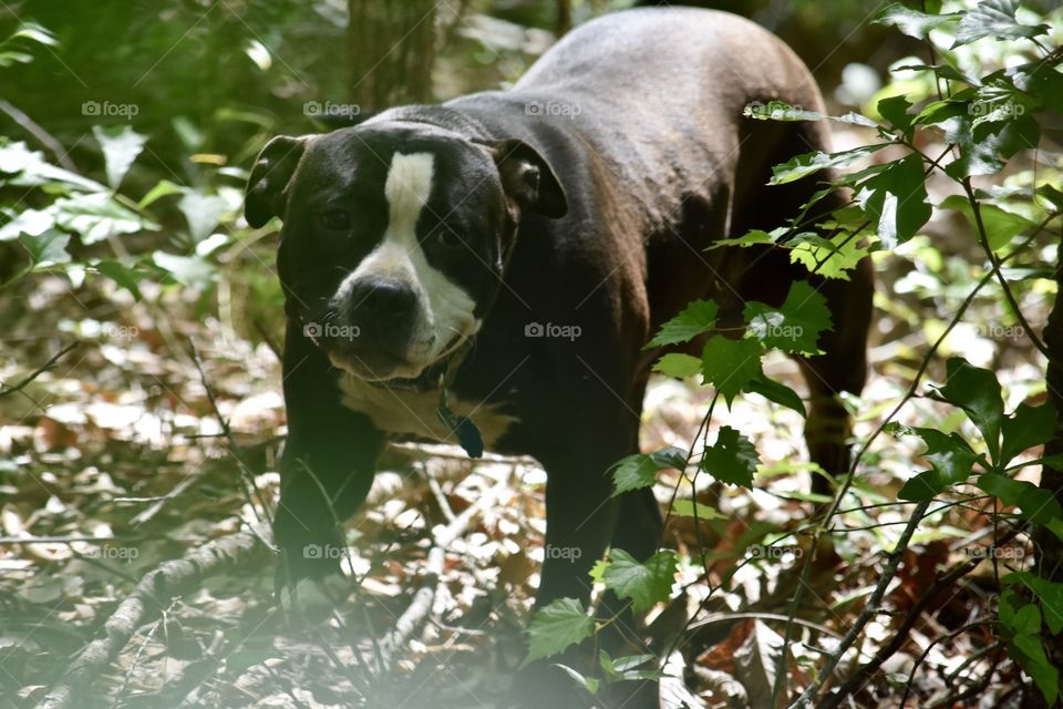 Wanderer in the woods