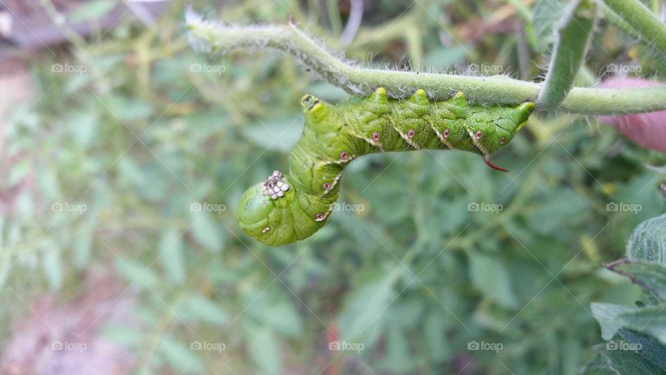 Green Hornworm on Tomato Bush