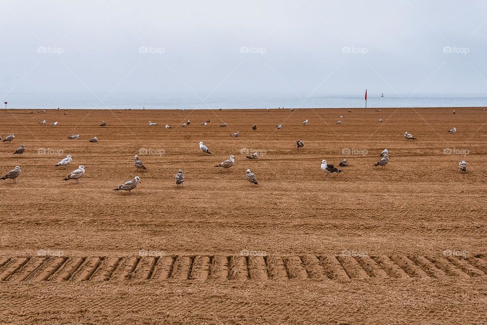 a lot of birds on the beach