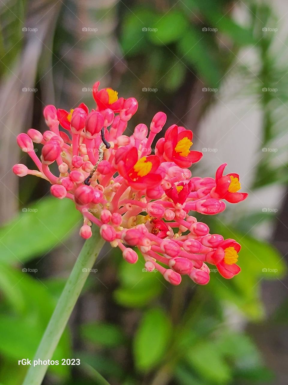 flower in red crown