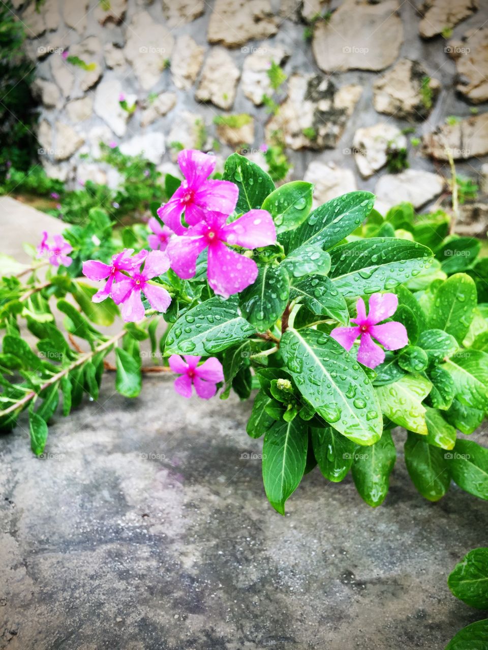 Pink flowers after the rain...