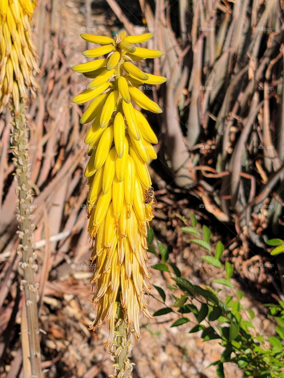 Spring brings out the bee's, something so small yet so important, can you see it?