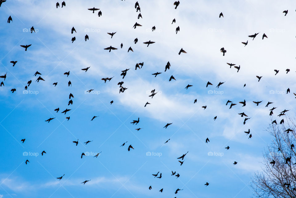 Blackbirds flying in sky