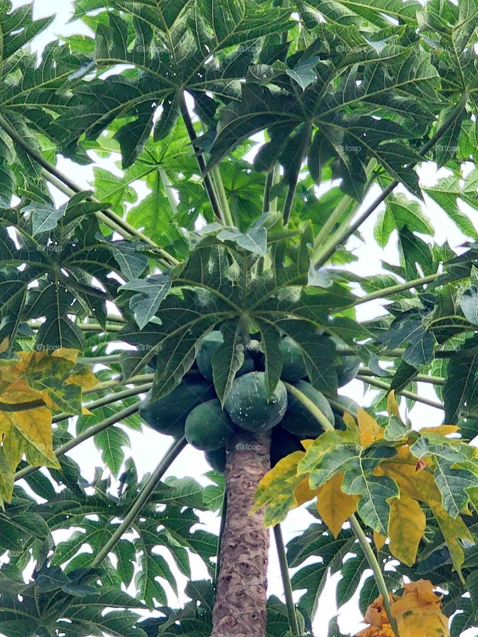 Florida tree