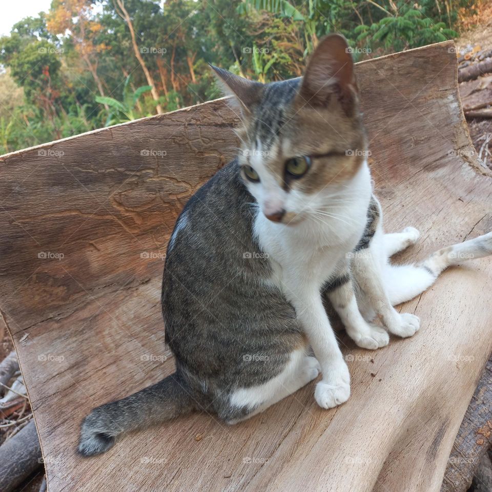 Beautiful cat sitting on a piece of wood