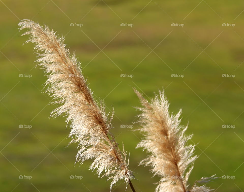 Pampas Grass

Pampas grass light up by sun shine with a green blurred background.