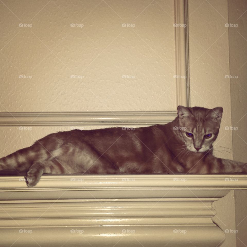 cat on the mantle