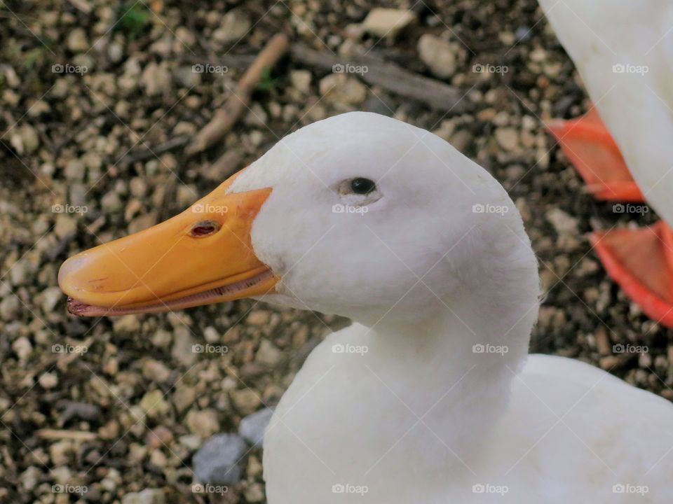 ducks two