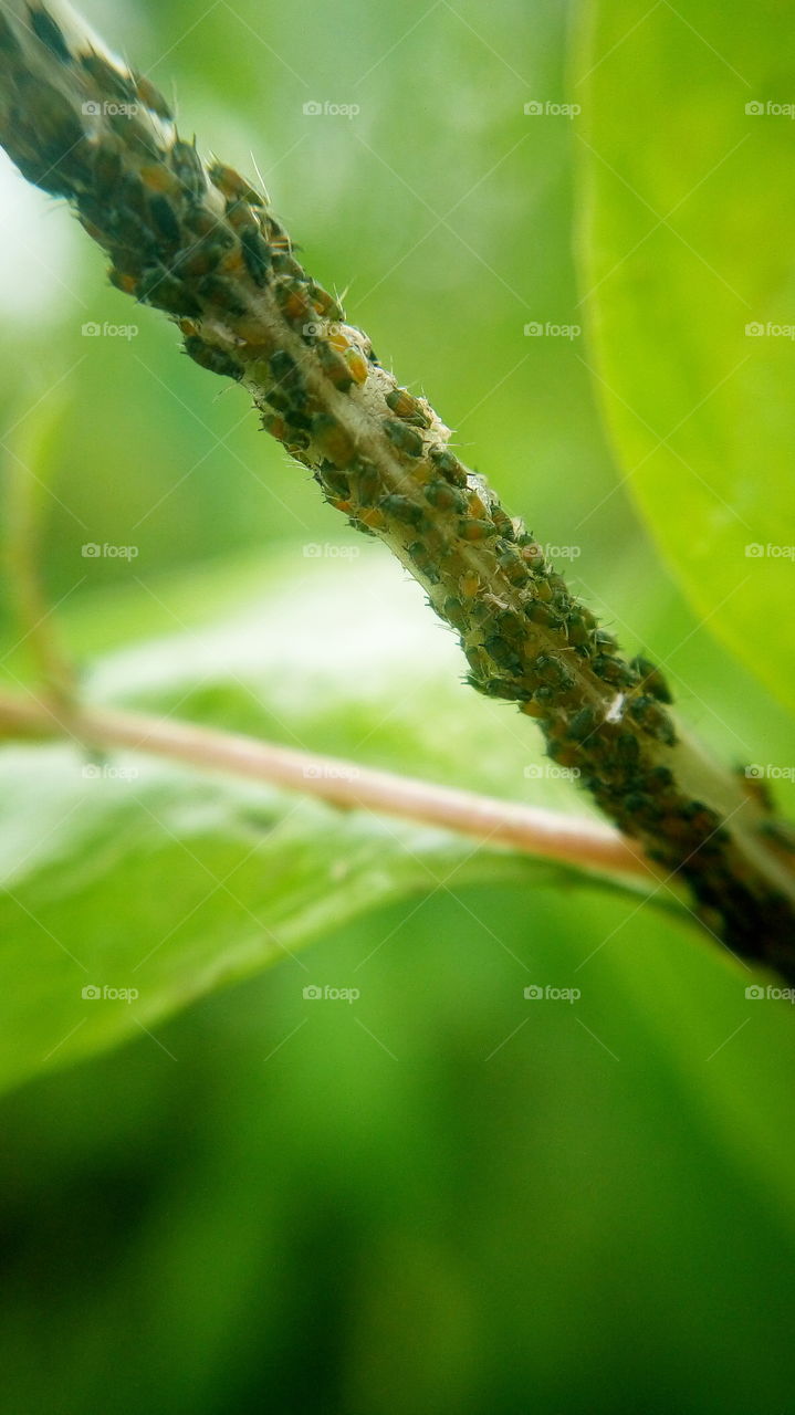 the beautiful many little bugs life