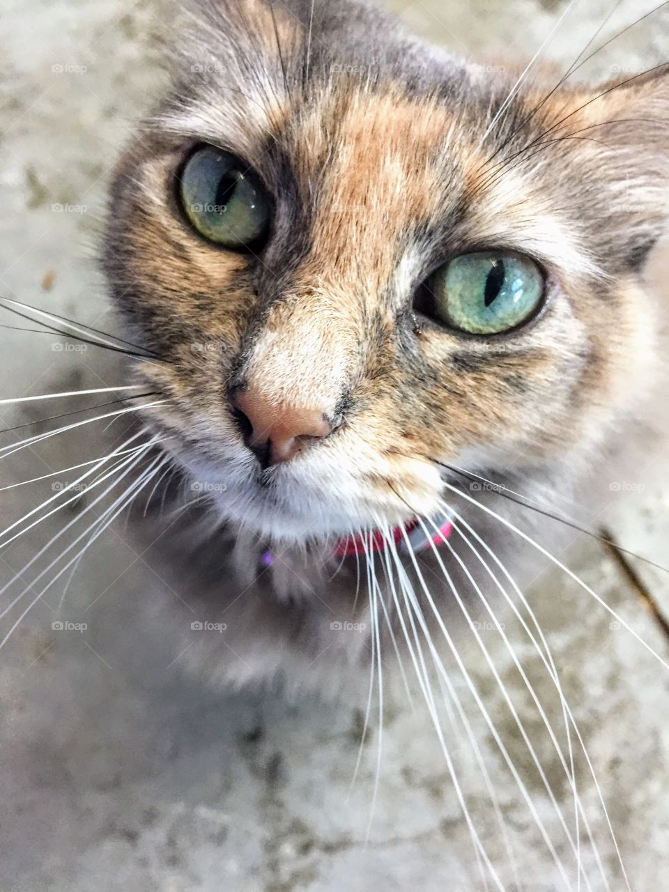 Neighborhood cat